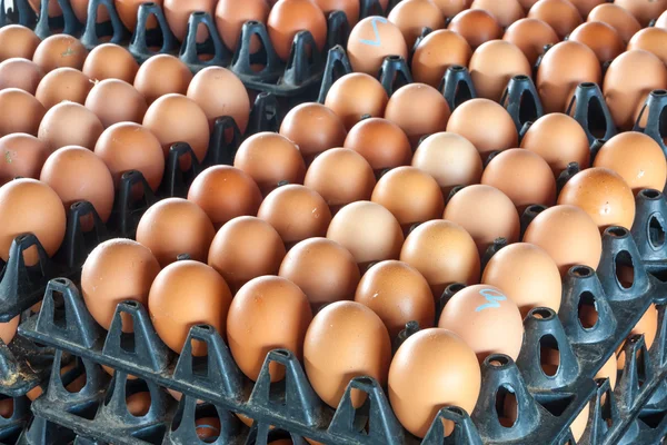 Eier von Hühnerfarm im Paket — Stockfoto