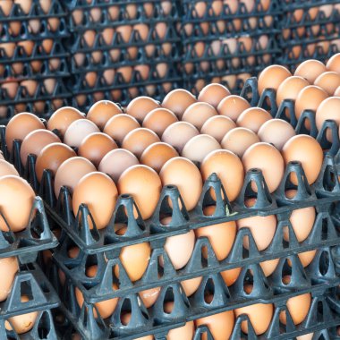 Paket tavuk çiftliğinde yumurta