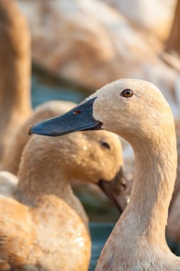 gruptaki kahverengi ördekler