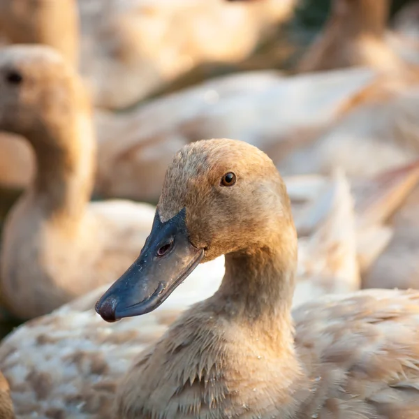 Gruptaki kahverengi ördekler — Stok fotoğraf