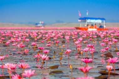 Deniz pembe Lotus, Nonghan, Udonthani, Tayland, Thailand, görünmeyen Thail içinde