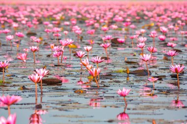 Deniz pembe Lotus, Nonghan, Udonthani, Tayland, Thailand, görünmeyen Thail içinde
