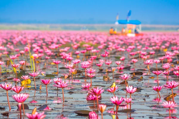 Sea of pink lotus, Nonghan, Udonthani, Thailand, Unseen in Thail — Stock Photo, Image