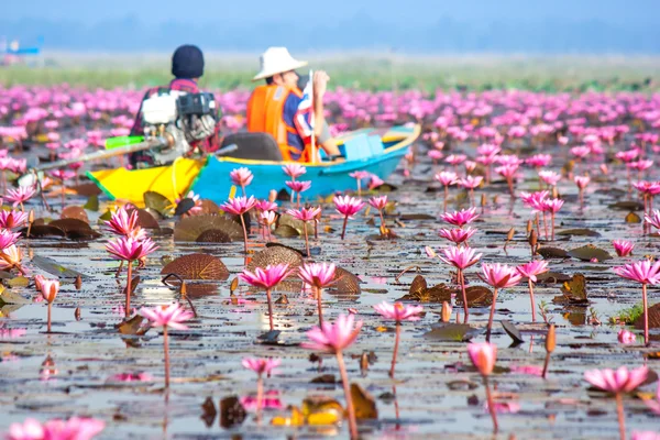 Deniz pembe Lotus, Nonghan, Udonthani, Tayland, Thailand, görünmeyen Thail içinde