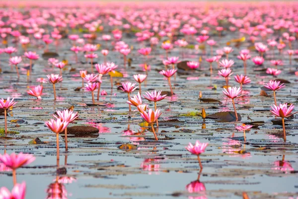 Hav av rosa lotus, Nonghan, Udonthani, Thailand, osedda i Thail — Stockfoto