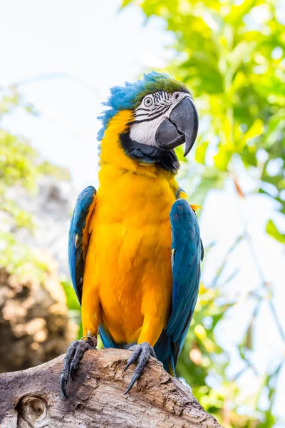 Blue parrot macaw — Stock Photo, Image