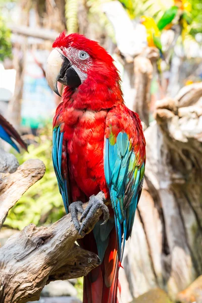 Red parrot macaw — Stock Photo, Image