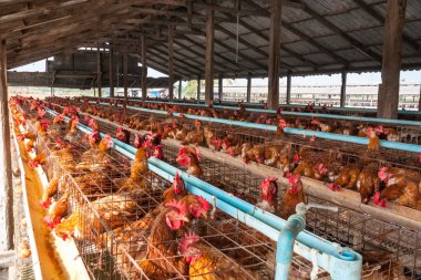 Yerel Grup tavuklarda yumurta