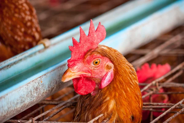 Eieren kippen in de lokale farm — Stockfoto