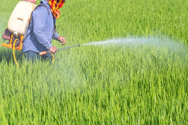 Bonden som sprutar bekämpningsmedel i fältet ris — Stockfoto