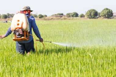 pirinç alan tarım ilacı püskürtme çiftçi