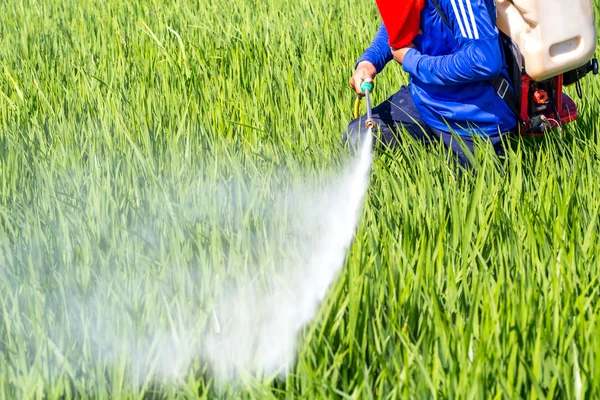 Agricultor pulverizando pesticida no campo de arroz — Fotografia de Stock