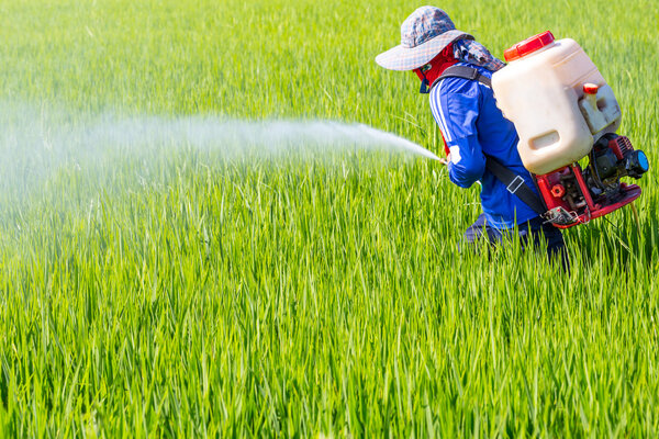 пестициды фермеров на рисовом поле
