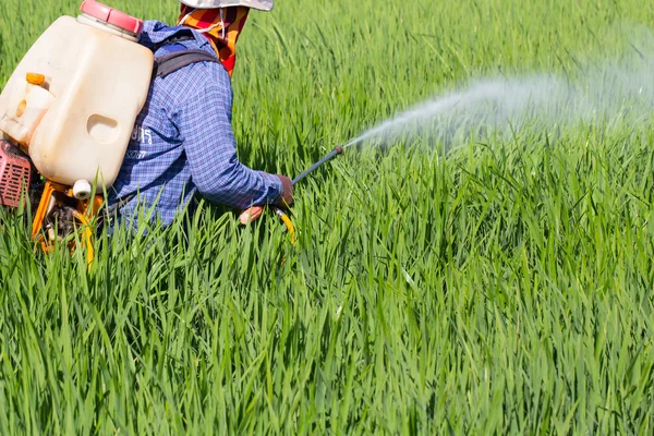 Farmer permetezés peszticid-a rizs mező — Stock Fotó
