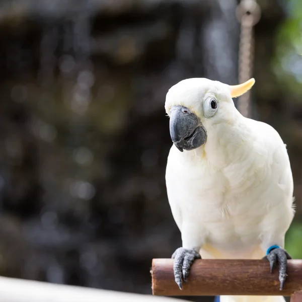 Sulphur-crested Cockatoo, Cacatua galerita perched on branches — Stock Photo, Image