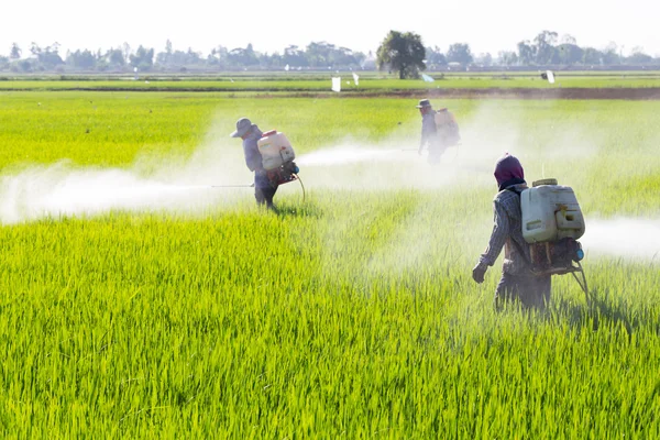 Agriculteur pulvérisation de pesticides dans la rizière — Photo