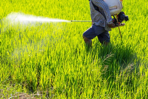Granjero rociando pesticidas en el campo de arroz — Foto de Stock