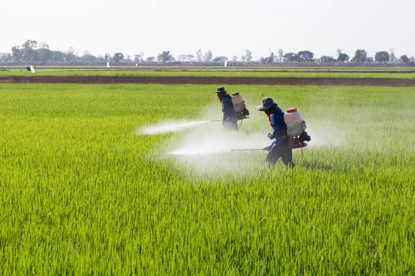 Agricultor pulverizando pesticida no campo de arroz — Fotografia de Stock