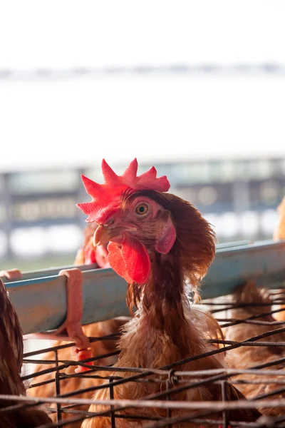 Polli nella fattoria locale — Foto Stock