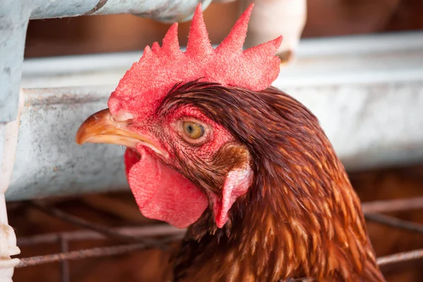 Kippen in de lokale farm — Stockfoto