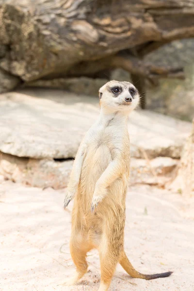 Erdmännchen steht auf dem Sand — Stockfoto