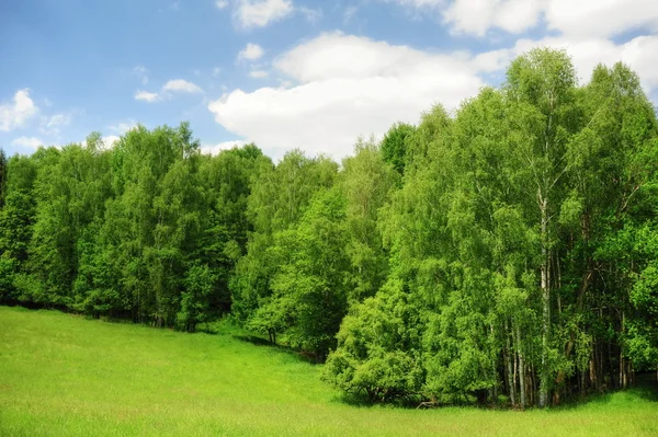 Beautiful green meadow — Stock Photo, Image