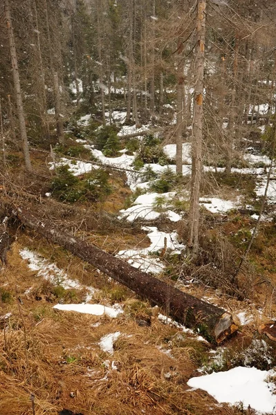 Χιονοθύελλα χιόνι στο δάσος — Φωτογραφία Αρχείου