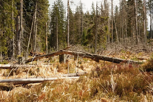 Sehr alte und kaputte Bäume — Stockfoto