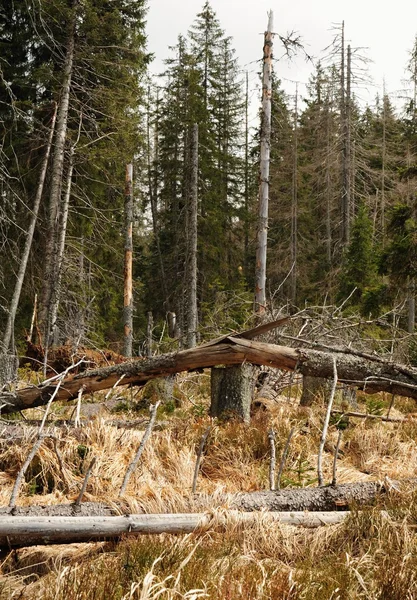 Sehr alte und kaputte Bäume — Stockfoto