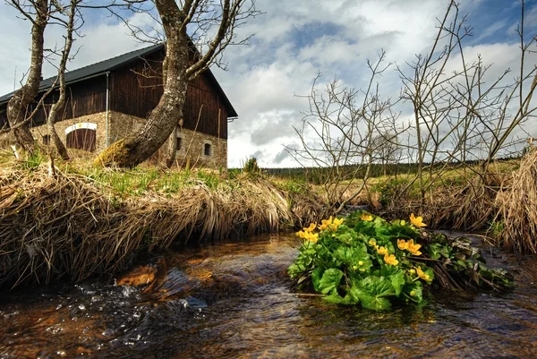 Pramen potoka s blatouchy — Stock fotografie