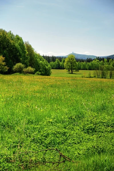 Paisaje verde primavera —  Fotos de Stock