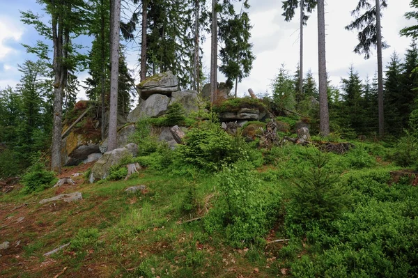 Лес и скала — стоковое фото