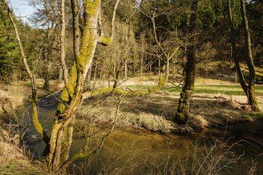 Bahar Nehri ve eski ağaçlar