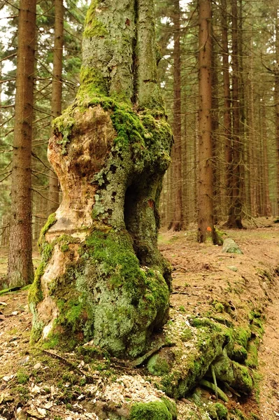 Bosque viejo y musgo — Foto de Stock