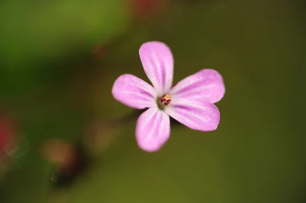 Küçük çiçek detay — Stok fotoğraf