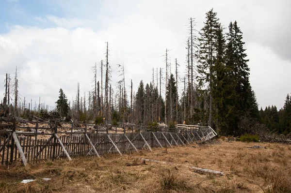 Very old and broken trees — Stock Photo, Image