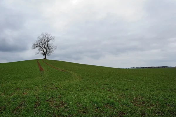 Árbol solitario en el campo — Foto de Stock