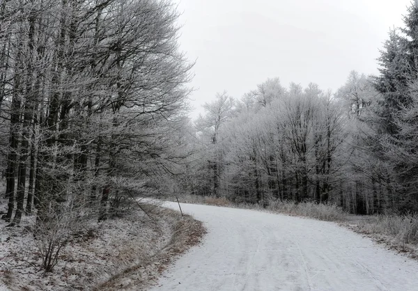 Winter forest weg — Stockfoto