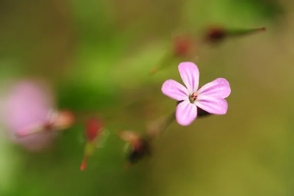 Çiçeğin ayrıntısı — Stok fotoğraf