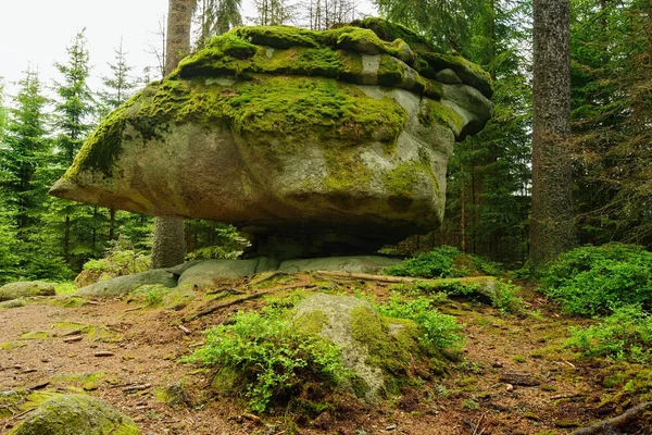 Forêt et roche — Photo