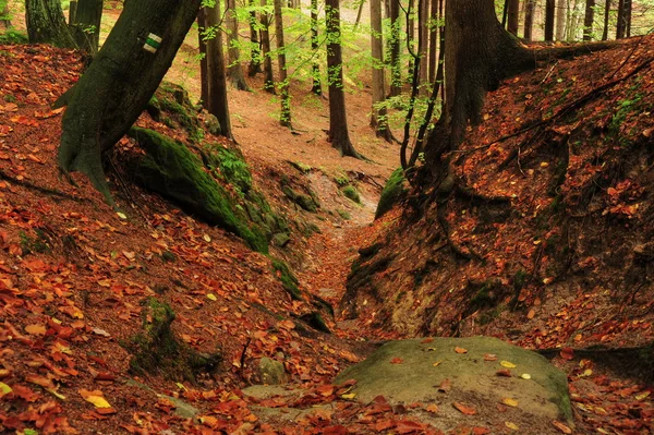 Φθινόπωρο στο δάσος — Φωτογραφία Αρχείου
