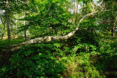 Yeşil ağaç beyaz kabuğu ile