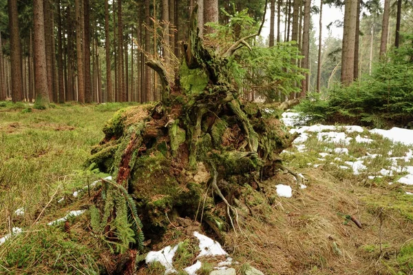 Sehr alter Wald — Stockfoto