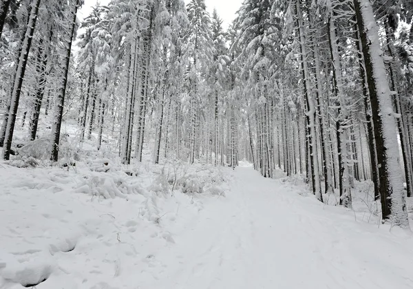 Winter forest road — Stock Photo, Image