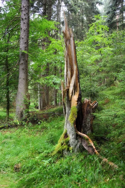 Alter kaputter Baum — Stockfoto