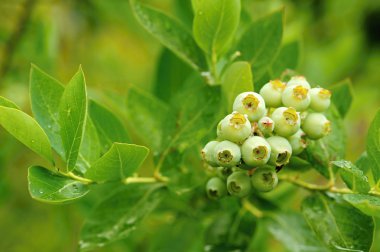 çiy ile olgunlaşmamış böğürtlen