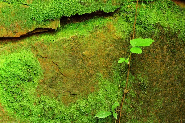 Texture of stone with moss — Stock Photo, Image