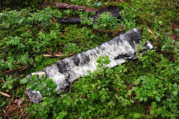 Old birch bark — Stock Photo, Image