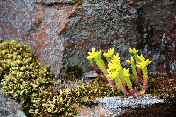 Alpiene planten — Stockfoto