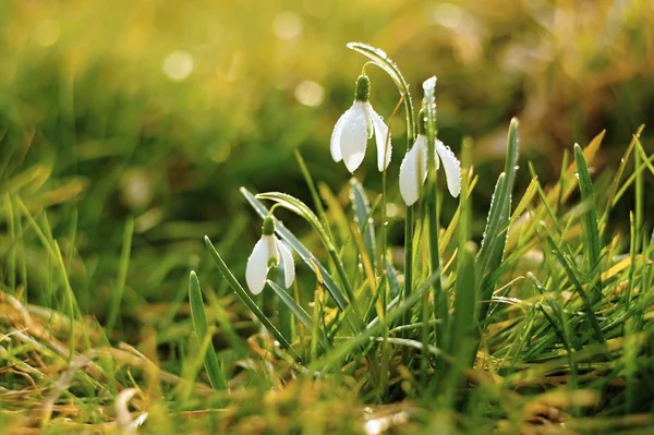 Spring snowdrops — Stock Photo, Image